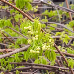 Akébia à cinq feuilles Alba - Un mur fleuri en un rien