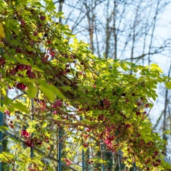 Akébie à cinq feuilles 'Quinata' - Un mur fleuri sans effort