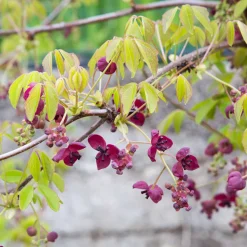 Akébie à cinq feuilles 'Quinata' - Un mur fleuri sans effort