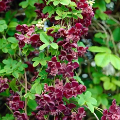 Akébie à cinq feuilles 'Quinata' - Un mur fleuri sans effort