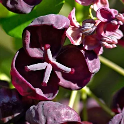 Akébie à cinq feuilles 'Quinata' - Un mur fleuri sans effort