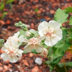 Alcalthaea Parkallee - Une rose trémière qui dure