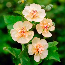 Alcalthaea Parkallee - Une rose trémière qui dure