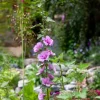 Alcalthaea Parkrondell - Un géant fleuri tout l'été