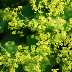 Alchemille vulgaris - La rosée en bijou vivant