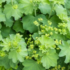 Alchemille vulgaris - La rosée en bijou vivant