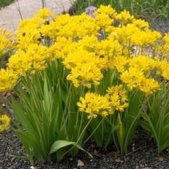 Allium doré - Des boules d'or au jardin