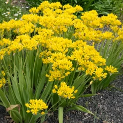 Allium doré - Des boules d'or au jardin