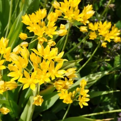 Allium doré - Des boules d'or au jardin