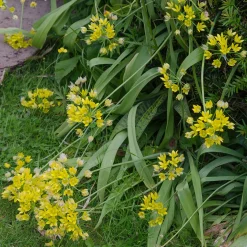 Allium doré - Des boules d'or au jardin