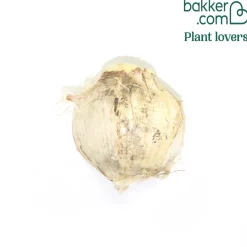 Allium Pinball Wizard - Des boules violettes spectaculaires