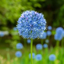 20 Alliums bleus - Des sphères bleues au jardin