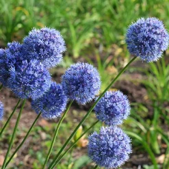 20 Alliums bleus - Des sphères bleues au jardin