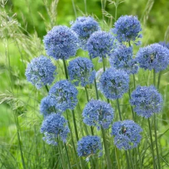 20 Alliums bleus - Des sphères bleues au jardin