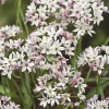 25 Alliums Caméléon - Des fleurs qui changent de couleur