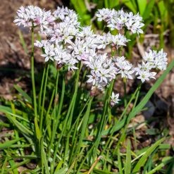 25 Alliums Caméléon - Des fleurs qui changent de couleur