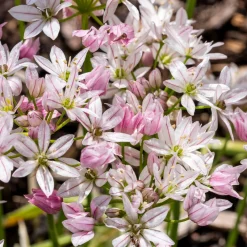 25 Alliums Caméléon - Des fleurs qui changent de couleur