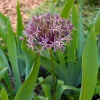 10 Alliums Christophii - Des étoiles violettes au jardin