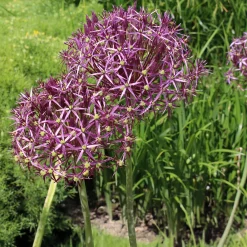 10 Alliums Christophii - Des étoiles violettes au jardin