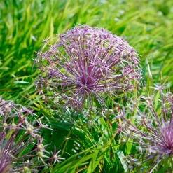 10 Alliums Christophii - Des étoiles violettes au jardin