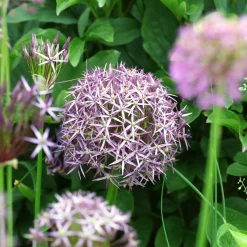 10 Alliums Christophii - Des étoiles violettes au jardin