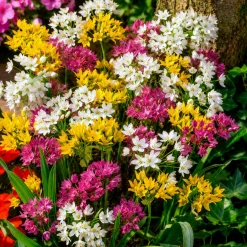 25 Alliums décoratifs en mélange - Des boules de fleurs faciles