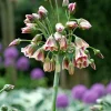 15 Alliums de Bulgarie - Des clochettes qui dansent