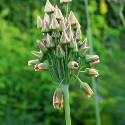 15 Alliums de Bulgarie - Des clochettes qui dansent