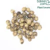50 Alliums d'ornement de Naples - Nuage blanc parfumé au jardin