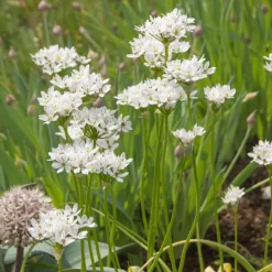 50 Alliums d'ornement de Naples - Nuage blanc parfumé au jardin