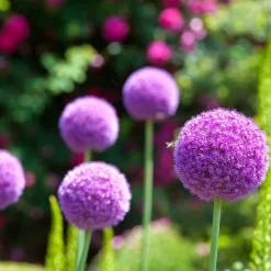 3 Alliums d'ornement Globemaster - Des boules violettes spectaculaires