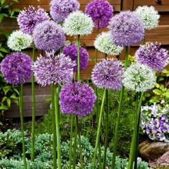 10 Alliums d'ornements en mélange - Des boules florales magiques