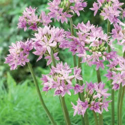 20 Alliums Eros - Boules violettes plein soleil