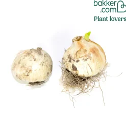 2 Alliums Forelock - Des pompons hauts perchés