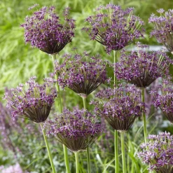 Alliums Miami - Des pompons violets tout l'été