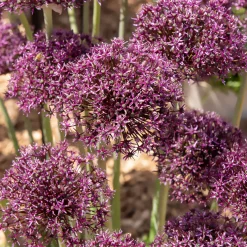 Alliums Miami - Des pompons violets tout l'été