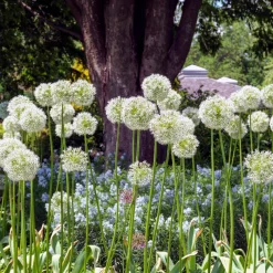 2 Alliums Mount Everest - De grosses boules blanches