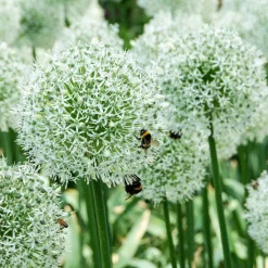 2 Alliums Mount Everest - De grosses boules blanches