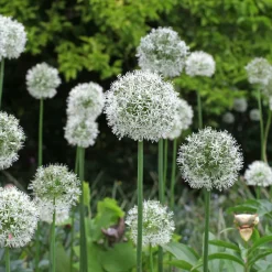 2 Alliums Mount Everest - De grosses boules blanches