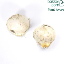 2 Alliums Mount Everest - De grosses boules blanches