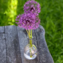 10 Alliums Purple sensation - Des boules violettes spectaculaires