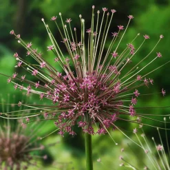 5 Alliums Schubertii - Un feu d'artifice au jardin