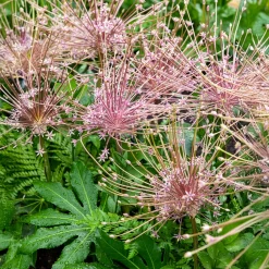 5 Alliums Schubertii - Un feu d'artifice au jardin
