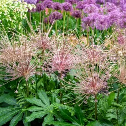 5 Alliums Schubertii - Un feu d'artifice au jardin