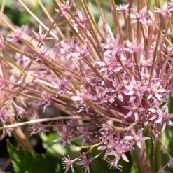 5 Alliums Schubertii - Un feu d'artifice au jardin