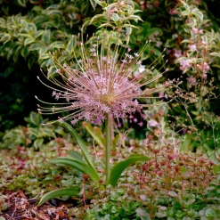 5 Alliums Schubertii - Un feu d'artifice au jardin