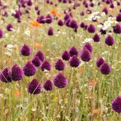 25 Alliums à tête ronde - Le violet qui danse au jardin