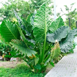 Alocasia Macrorrhiza - L'effet jungle chez vous