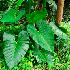 Alocasia Macrorrhiza - L'effet jungle chez vous