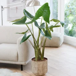 Alocasia zebrina - Des tiges qui font sensation
